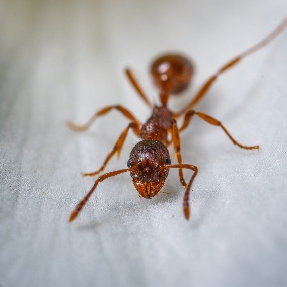 Field Ants, Pest Control in Erith, Northumberland Heath, DA8. Call Now! 020 8166 9746