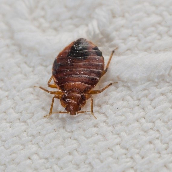 Bed Bugs, Pest Control in Erith, Northumberland Heath, DA8. Call Now! 020 8166 9746