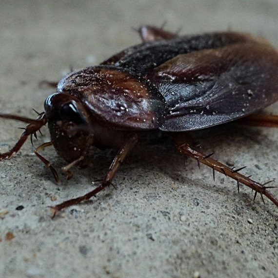 Cockroaches, Pest Control in Erith, Northumberland Heath, DA8. Call Now! 020 8166 9746