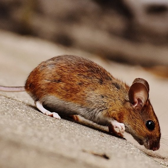 Mice, Pest Control in Erith, Northumberland Heath, DA8. Call Now! 020 8166 9746
