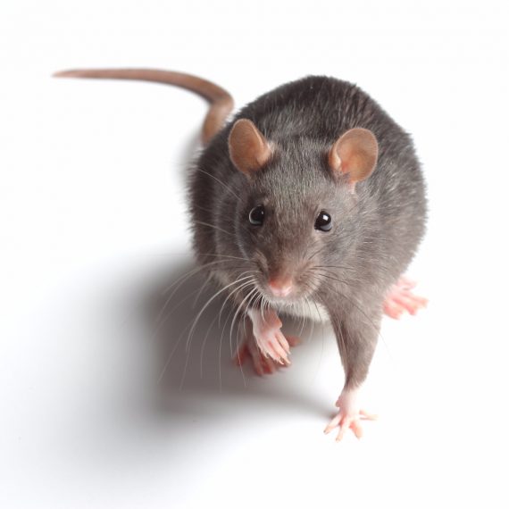 Rats, Pest Control in Erith, Northumberland Heath, DA8. Call Now! 020 8166 9746