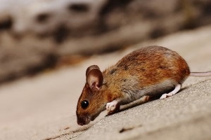 Mice Exterminator, Pest Control in Erith, Northumberland Heath, DA8. Call Now 020 8166 9746