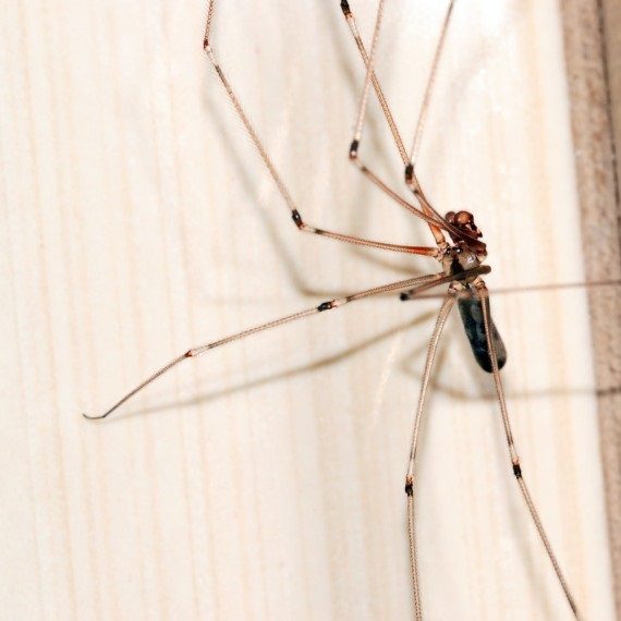 Spiders, Pest Control in Erith, Northumberland Heath, DA8. Call Now! 020 8166 9746