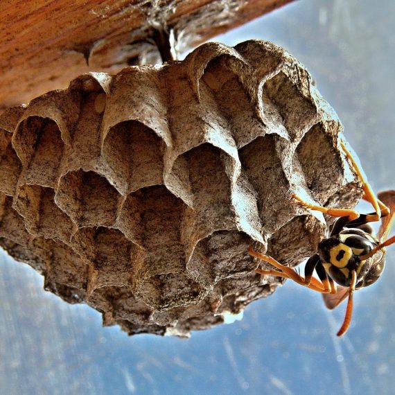 Wasps Nest, Pest Control in Erith, Northumberland Heath, DA8. Call Now! 020 8166 9746