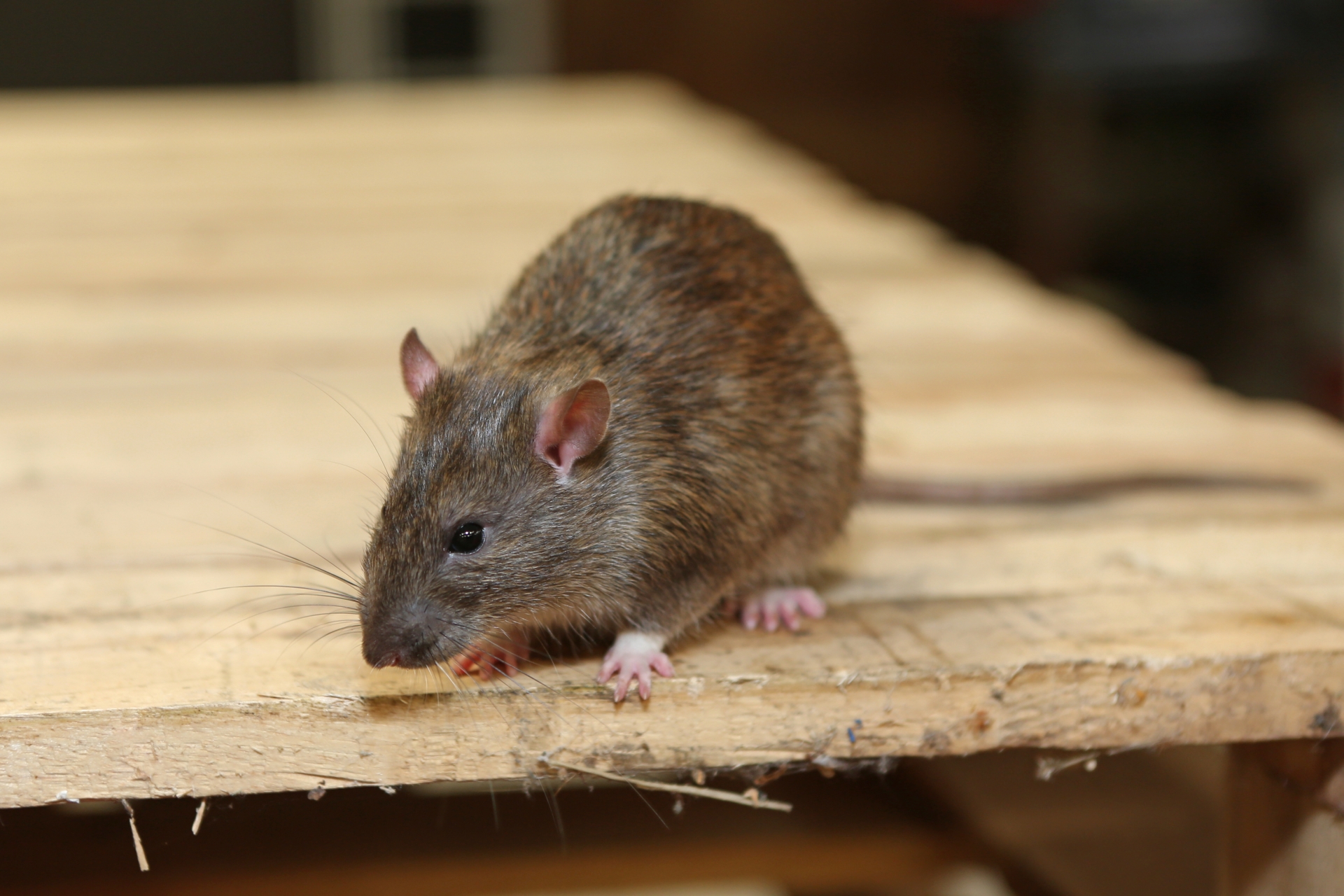 Rat Infestation, Pest Control in Erith, Northumberland Heath, DA8. Call Now 020 8166 9746