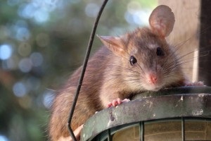 Rat Control, Pest Control in Erith, Northumberland Heath, DA8. Call Now 020 8166 9746