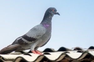 Pigeon Control, Pest Control in Erith, Northumberland Heath, DA8. Call Now 020 8166 9746